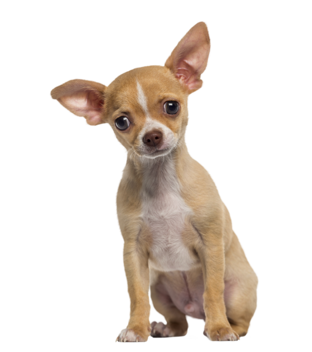 Autocollant Animaux Domestique Chien Chihuahua 1