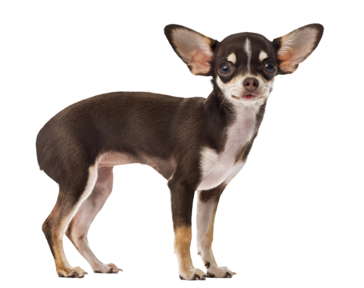 Autocollant Animaux Domestique Chien Chihuahua 4