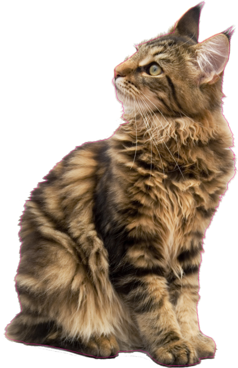 Autocollant Chat Maine Coon