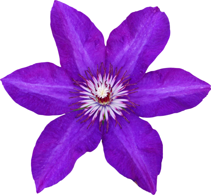 Autocollant Divers Fleur Violette