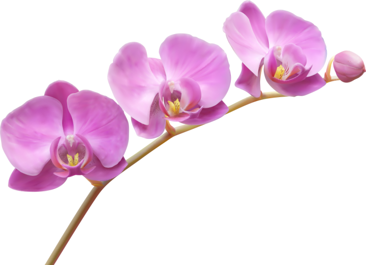 Autocollants Fleur Violette