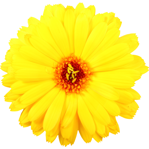 Autocollant Divers Fleur Jaune