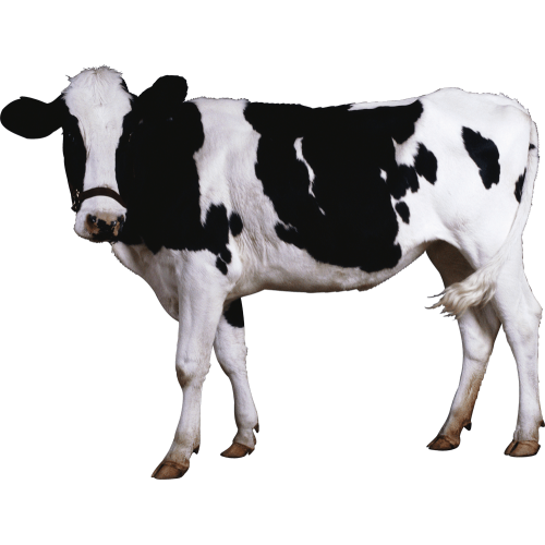 Autocollant Animaux Ferme Vache 2