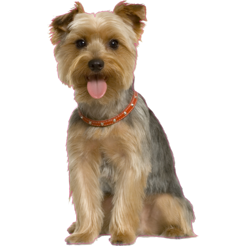 Autocollant Chien-yorkshire