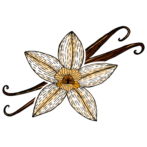 Autocollant Pâtisserie Gousse Vanille