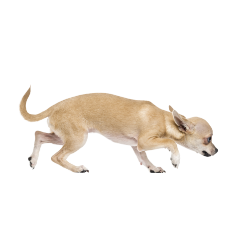 Autocollant Animaux Domestique Chien Chihuahua 7