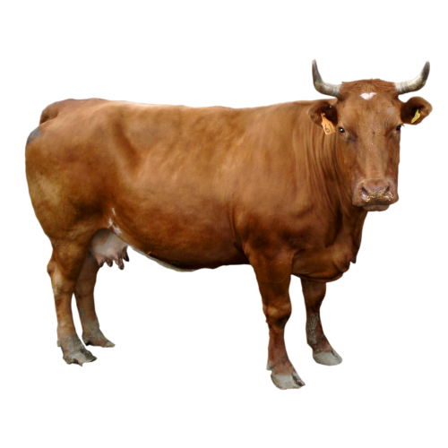 Autocollant Animaux Ferme Vache 1