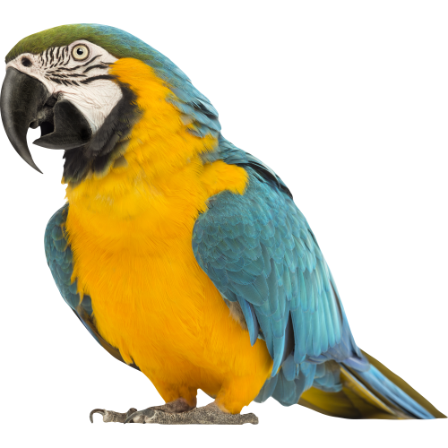 Autocollant Animaux Oiseau Perroquet