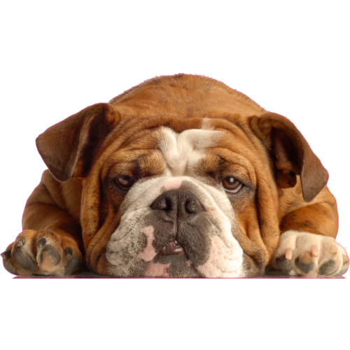 Autocollant Chien-bouldogue Anglais