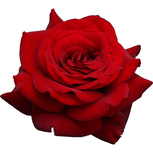 Autocollant Divers Fleur Rose 2