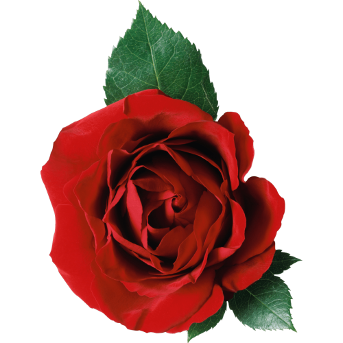 Autocollant Divers Fleur Rose 1