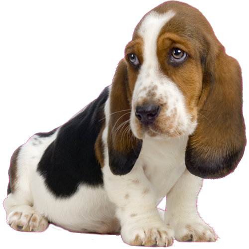 Autocollant Chien-basset