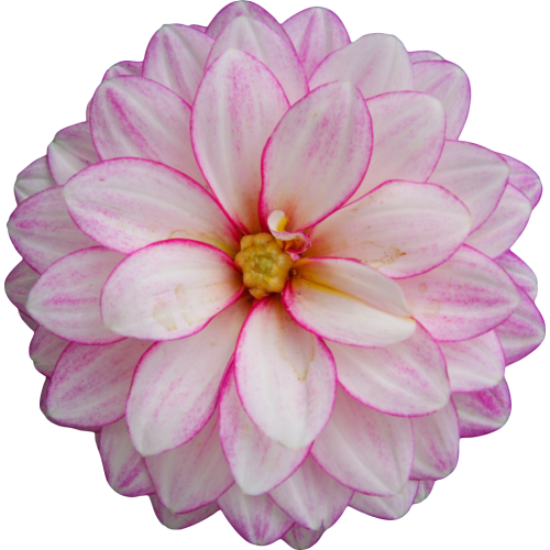 Autocollant Divers Fleur Orchidée