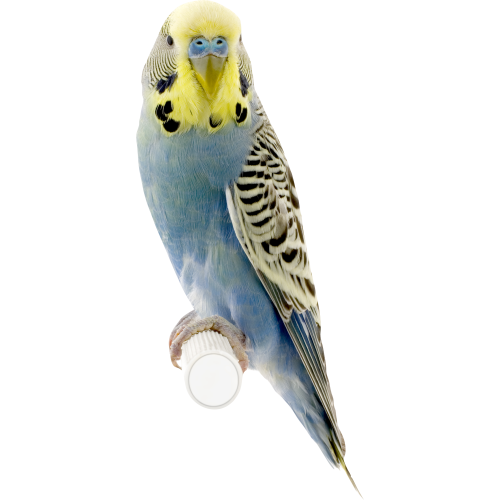 Autocollant Animaux Oiseau 4