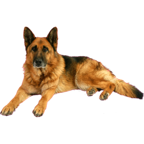 Autocollant Chien-berger-allemand