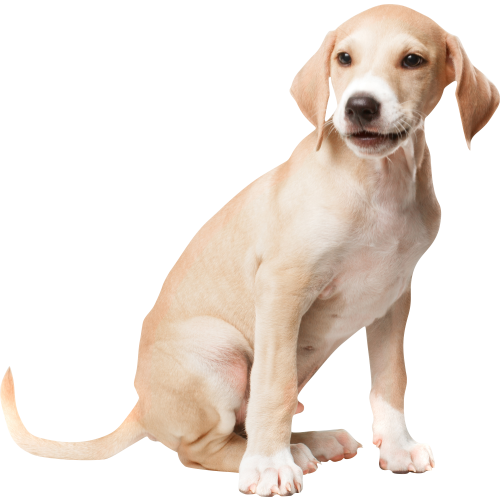 Autocollant Animaux Chien Poil Ras