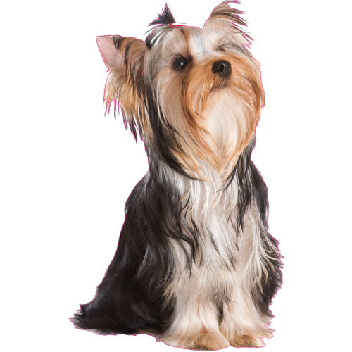 Autocollant Chien-yorkshire