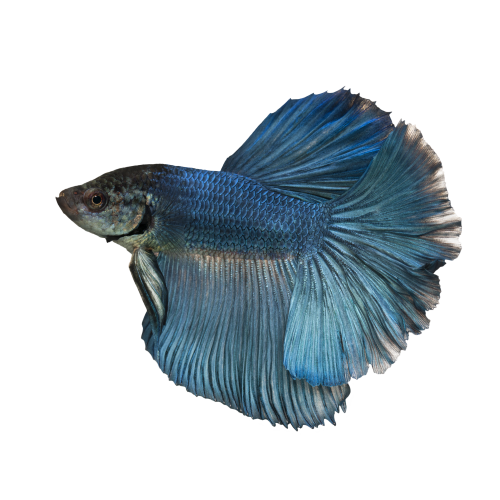 Autocollant Animaux Domestique Poisson 5