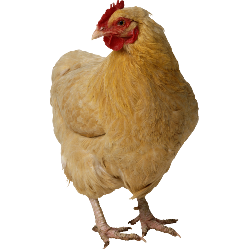 Autocollant Animaux Ferme Poule 4