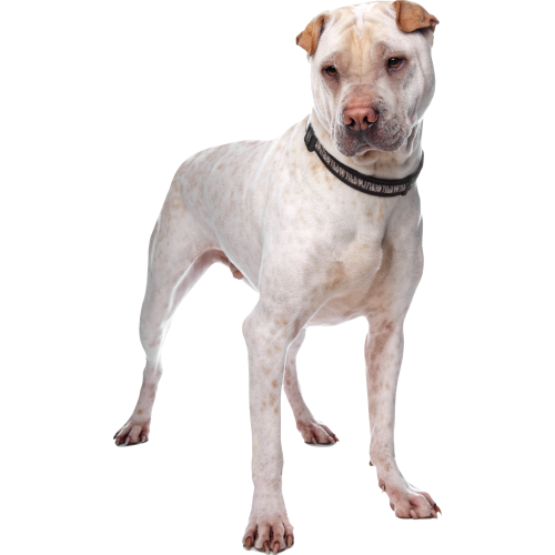 Autocollant Animaux Domestique Chien Cordou