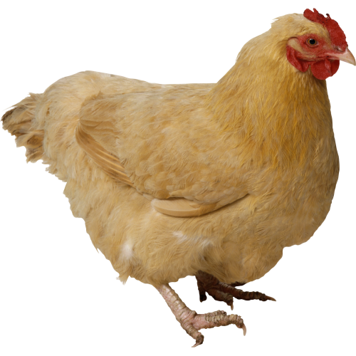 Autocollant Animaux Ferme Poule 2