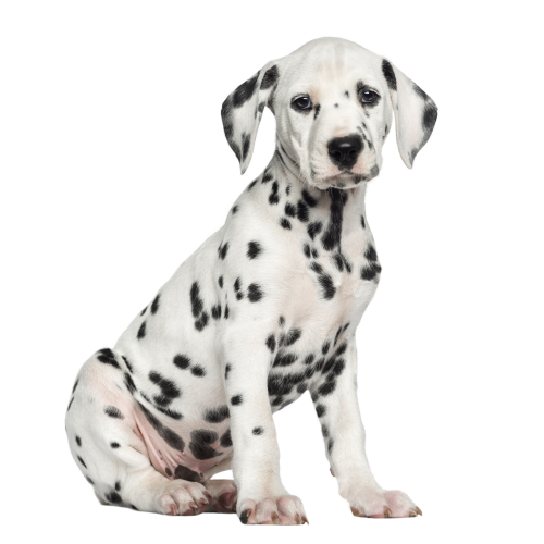 Autocollant Animaux Domestique Chien Dalmatien 3
