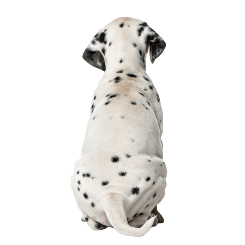 Autocollant Animaux Domestique Chien Dalmatien 6