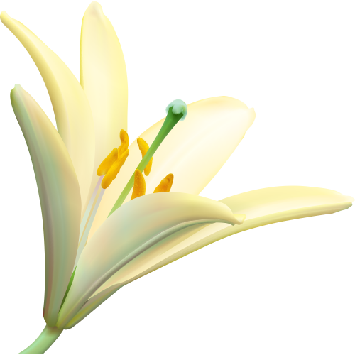 Autocollants Fleur Blanc