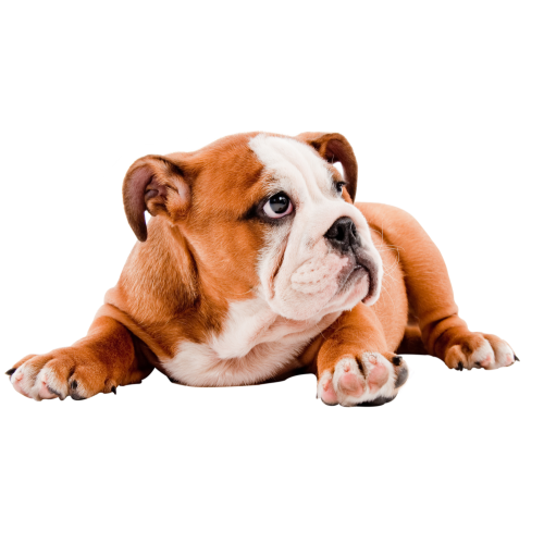 Autocollant Animaux Domestique Chien Bouledogue 1