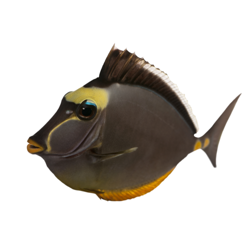 Autocollant Animaux Domestique Poisson 2