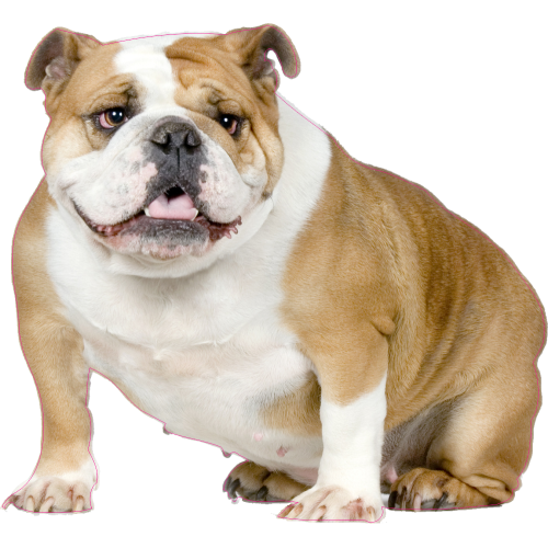 Autocollant Chien-bouldogue Anglais