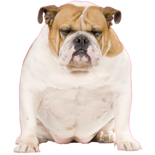 Autocollant Chien-bouldogue Anglais