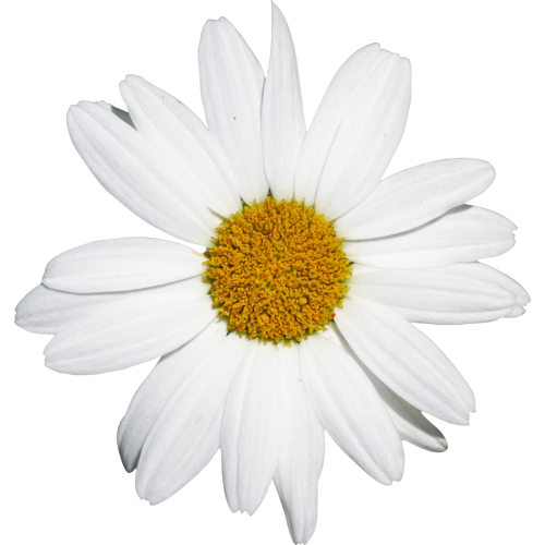 Autocollant Divers Fleur Marguerite