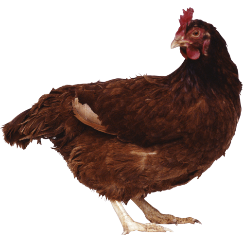 Autocollant Animaux Ferme Poule 7 1