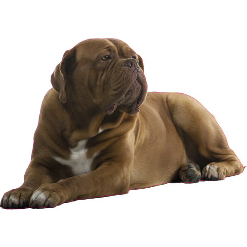 Autocollant Dogue De Bordeaux