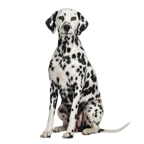 Autocollant Animaux Domestique Chien Dalmatien 7