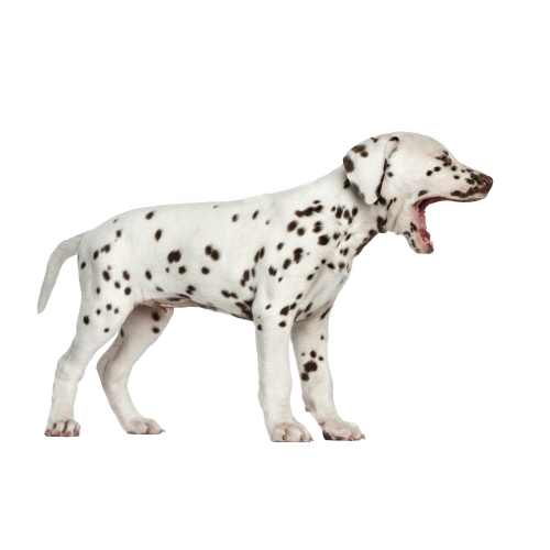 Autocollant Animaux Domestique Chien Dalmatien 8