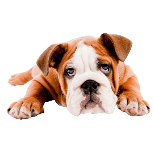 Autocollant Animaux Domestique Chien Bouledogue 2