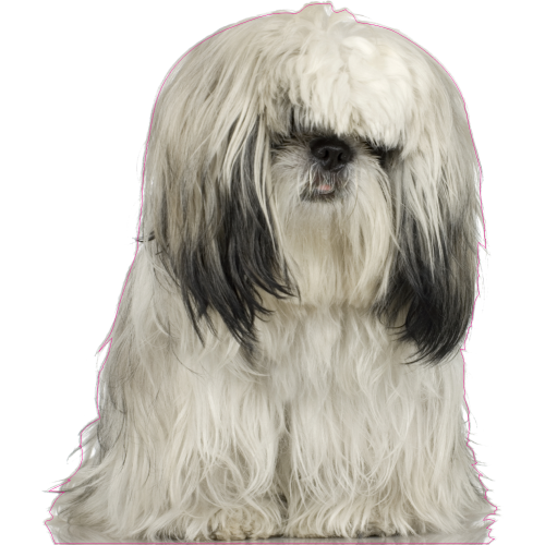 Autocollant Chien-shih Tzu