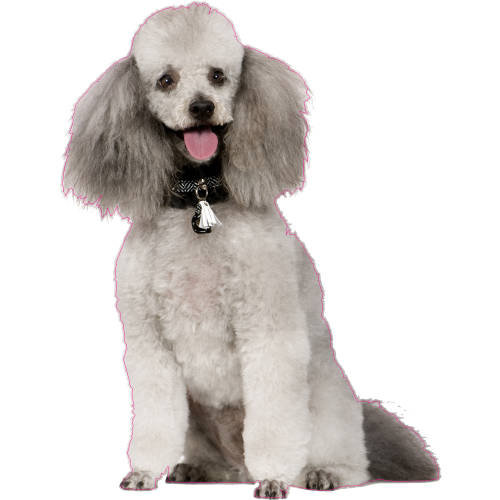 Autocollant Chien-caniche