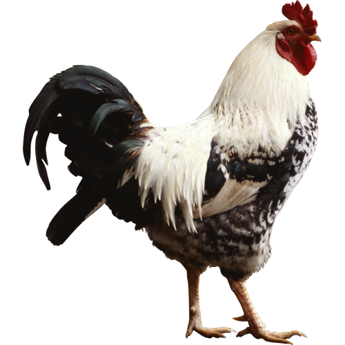 Autocollant Animaux Ferme Coq 1