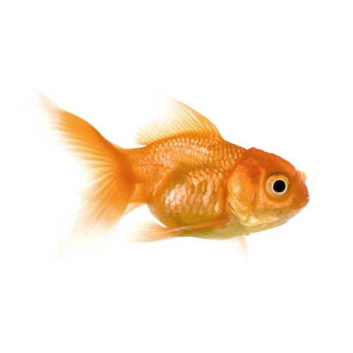 Autocollant Animaux Domestique Poisson 1