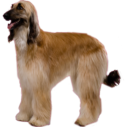 Autocollant Chien-levrier-afghan