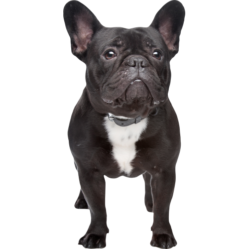 Autocollant Animaux Domestique Chien Bouledogue 2 1