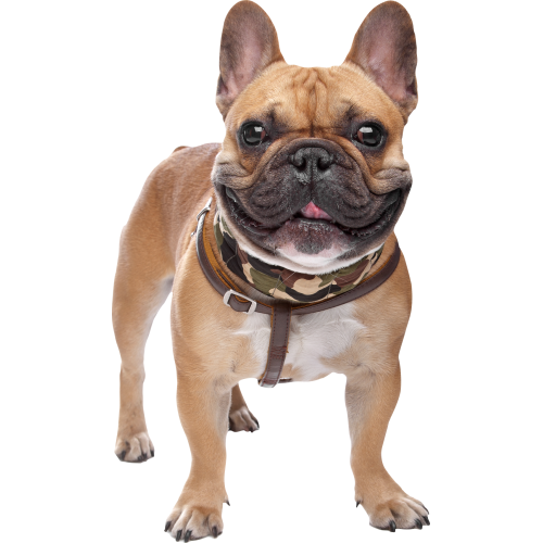 Autocollant Animaux Domestique Chien Bouledogue 1 1