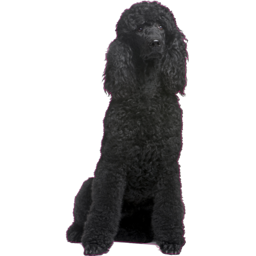 Autocollant Chien-caniche