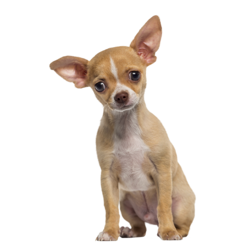 Autocollant Animaux Domestique Chien Chihuahua 1