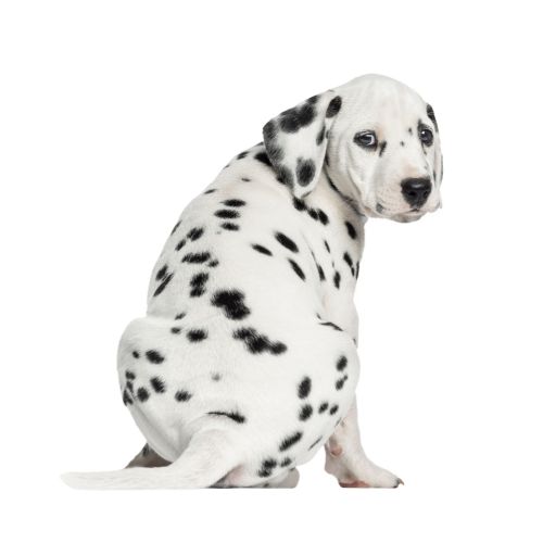 Autocollant Animaux Domestique Chien Dalmatien 2