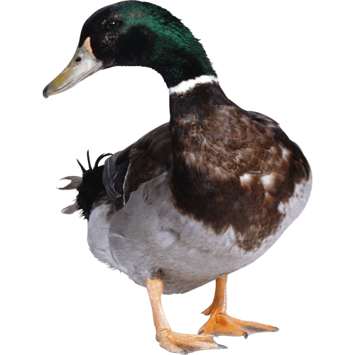 Autocollant Animaux Ferme Canard 4