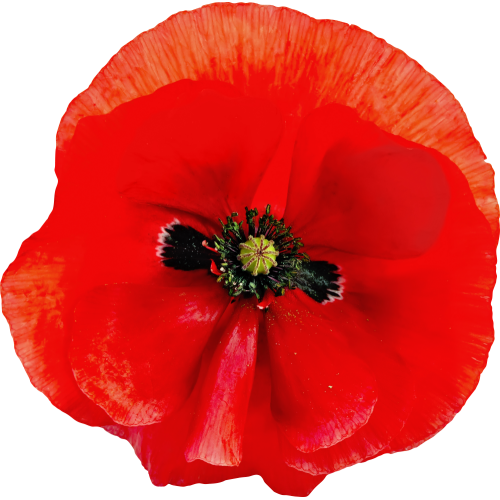 Autocollant Divers Fleur Coquelicot